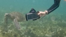 Seeing eye-to-eye with a Galápagos sea turtle thanks to National Geographic